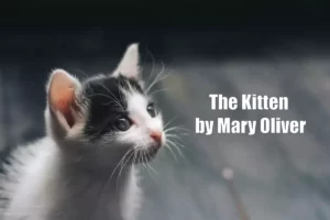 The Kitten by Mary Oliver